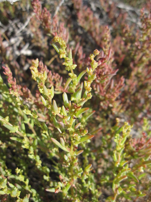 Alkaki Seepweed (Suaeda depressa) 1